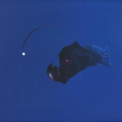 Michael Melchner - No Light Below